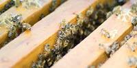 'Intensive' Beekeeping Not to Blame for Common Bee Diseases
