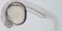 Ancient Epigenetic Changes Silence Cancer-Linked Genes