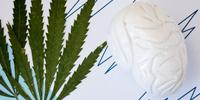 Cannabis Dosage Studied to Reduce Seizures in Children with Severe Epilepsy