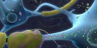 Differences in MS Patients' Cerebrospinal Fluid May Be Key to Drugs That Halt Progression