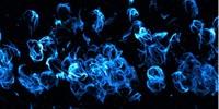 Discovery Could Lead to New Treatments for Parkinson's, Other Brain Diseases