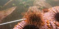 DNA Analysis Reveals Cryptic Underwater Ecosystem Engineers
