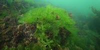Exploiting Green Tides Thanks to a Marine Bacterium