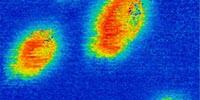 First Observation of Native Ferroelectric Metal