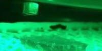 Green Light for a New Generation of Dynamic Materials