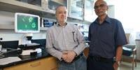 Killing the Seeds of Cancer: A New Finding Shows Potential in Destroying Cancer Stem Cells