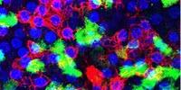 Lung Cell Patches Its Own DNA on the Fly to Survive Influenza