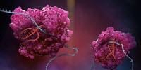 New CRISPR Platform Expands RNA Editing Capabilities
