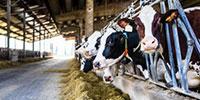 New Dairy Cattle Breeding Method Increases Genetic Selection Efficiency