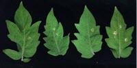 Newly Discovered Biosynthetic Pathway in Bacteria Recipe for Drug Discovery and Production