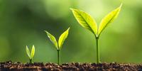Plants Don't Think, They Grow: The Case against Plant Consciousness