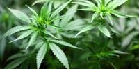 Researchers First to Unlock Access to Pain Relief Potential of Cannabis