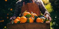 Researchers Publish New Study on Citrus Greening Disease