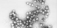 Strain of Common Cold Virus Could Revolutionize Treatment of Bladder Cancer