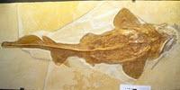 The Unique Tooth Structure of the Great White Shark Gives New Insights into Its Origin
