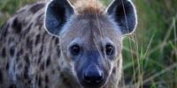 Tourist Photographs Are a Cheap and Effective Way to Survey Wildlife