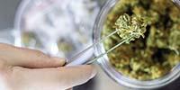 What’s Your Dose? The Challenges of Cannabis Potency Testing