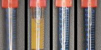 Will Your Future Computer Be Made Using Bacteria?