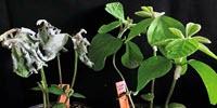 Worm Pheromones Protect Major Crops, Scientists Find