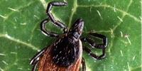 An Innovative New Diagnostic for Lyme Disease