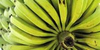 Artificial Intelligence Helps Banana Growers Protect the World's Favorite Fruit