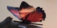 Artificial Muscles Bloom, Dance, and Wave
