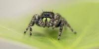 Baby Spiders Really Are Watching You