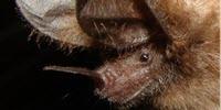 Bats Use Leaves as Mirrors to Find Prey in the Dark
