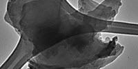 Chemists Find New Path to Make Strong 2D Material Better for Many Applications
