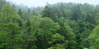 Climate Change Alters Tree Demography in Northern Forests