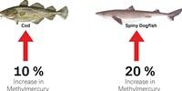 Climate Change Likely to Increase Human Exposure to Toxic Methylmercury