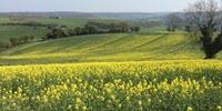Could Biological Clocks in Plants Set the Time for Crop Spraying?