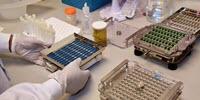 Could Microorganisms in Poop Help Treat the Deadliest Form of Skin Cancer?