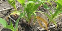 Eight Species of Fungus Cause Corn Root Rot