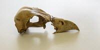 Extinct Caribbean Bird Yields DNA after 2,500 Years in Watery Grave