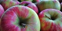Foodborne Pathogen Sheltered by Harmless Bacteria That Support Biofilm Formation