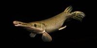 From 1970 to 2012, Global Populations of Big Freshwater Animals Declined by 88 Percent