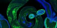 From the Tiny Testes of Flies, New Insight into How Genes Arise