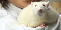 High Fat Diet during Pregnancy Slows Learning in Offspring, Rat Study Suggests
