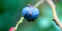 Knowing Berry Pests' Varied Diets May Help Control Them