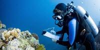 Largest-Ever Study of Coral Communities Unlocks Global Solution to Save Reefs