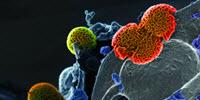 Major Improvements in Workflow Offerings for Materials Science Core Facilities Introduced