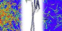 New Research Reveals That a Human Stomach Pathogen Is Attracted to Bleach