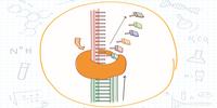Optimizing PCR Experiments