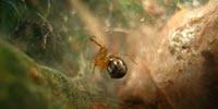 Researchers Find Hurricanes Drive the Evolution of More Aggressive Spiders