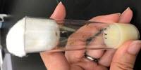 Scientists Discover Some Fruit Flies Learn Better Than Others