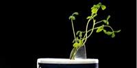 Scientists Successfully Inoculate, Grow Crops in Salt-Damaged Soil