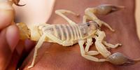 Scorpion Toxin That Targets 'Wasabi Receptor' May Help Solve Mystery of Chronic Pain