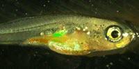 Study Finds Fish Preserve DNA 'Memories' Far Better Than Humans