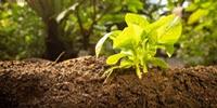 Study Identifies Way to Enhance the Sustainability of Manufactured Soils